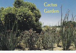 AK 214119 USA - Cactus Garden - Andere & Zonder Classificatie