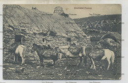 Shetland Postcard Scalloway Lerwick Shetland Ponies By GWW Washington Wilson - Shetland