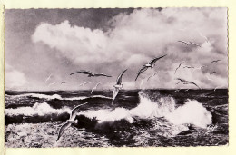 7153 / ⭐ JULLOUVILLE 50-Manche Vol De Mouettes Sur La Mer 21.07.1954 - CAP 19 - Other & Unclassified