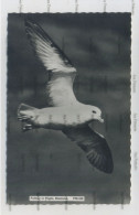 Shetland Postcard Scalloway Lerwick Fulmar In Flight Unused - Shetland