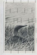 Shetland Postcard Scalloway Lerwick Red Throated Diver Bressay Unused - Shetland