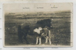 Shetland Postcard Scalloway Lerwick 1910s-20s Shetland Ponies - Shetland