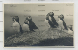 Orkney Postcard Kirkwall Stromness Puffins Sea Birds Of Orkneys 1956 Used - Shetland