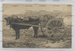 Orkney Postcard Kirkwall Orkney Crofter's Steed Ox Oxen Cart Leonard's Series Used 1928 - Orkney