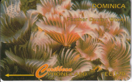 TARJETA DE DOMINICA DE $20 DE FEATHER DUSTER WORM - 7CDMF - Dominique