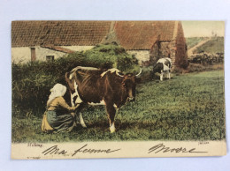 ISLAND OF JERSEY - Milking - 1905 - Vaches
