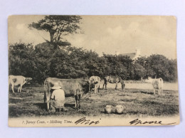 ISLAND OF JERSEY : Jersey Cows - Milking Time - 1905 - Vaches