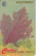 TARJETA DE MONTSERRAT DE UNA GORGONIA (CORAL ROJO) - 10CMTD - Montserrat