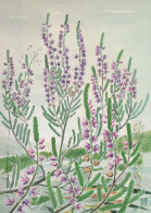 FLOWERS Vintage Ansichtskarte Postkarte CPSM #PAR532.A - Blumen