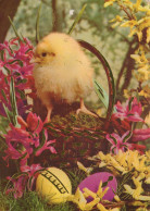 PASQUA POLLO UOVO Vintage Cartolina CPSM #PBP034.A - Easter