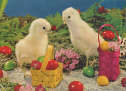 PASQUA POLLO UOVO Vintage Cartolina CPSM #PBO898.A - Easter