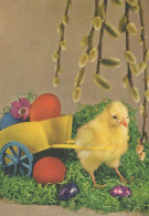 PASQUA POLLO UOVO Vintage Cartolina CPSM #PBP064.A - Pasqua