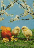 PASQUA POLLO UOVO Vintage Cartolina CPSM #PBO753.A - Easter