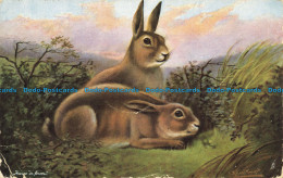 R655451 Hares In Farm. Tuck. Oilette. Postcard 6387. 1905 - Monde