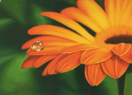 FLOWERS Vintage Ansichtskarte Postkarte CPSM #PBZ928.A - Flowers