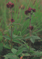 FLOWERS Vintage Ansichtskarte Postkarte CPSM #PBZ688.A - Flowers