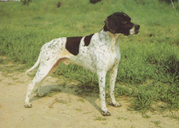 HUND Tier Vintage Ansichtskarte Postkarte CPSM #PAN886.A - Hunde