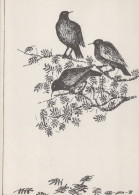 BIRD Animals Vintage Postcard CPSM #PAN237.A - Birds