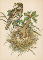 BIRD Animals Vintage Postcard CPSM #PAN222.A - Birds