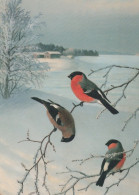 VOGEL Tier Vintage Ansichtskarte Postkarte CPSM #PAN221.A - Birds