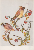 VOGEL Tier Vintage Ansichtskarte Postkarte CPSM #PAM940.A - Birds