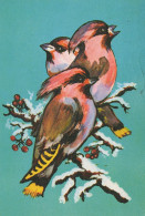 PÁJARO Animales Vintage Tarjeta Postal CPSM #PAM832.A - Birds