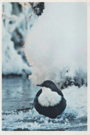 OISEAU Animaux Vintage Carte Postale CPSM #PAM679.A - Uccelli