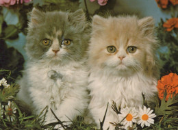 GATTO KITTY Animale Vintage Cartolina CPSM #PAM498.A - Katzen