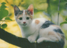 KATZE MIEZEKATZE Tier Vintage Ansichtskarte Postkarte CPSM #PAM355.A - Cats