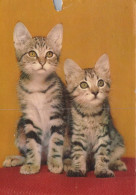 KATZE MIEZEKATZE Tier Vintage Ansichtskarte Postkarte CPSM #PAM310.A - Cats