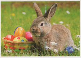 LAPIN Animaux Vintage Carte Postale CPSM #PBR037.A - Andere & Zonder Classificatie