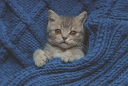 GATTO KITTY Animale Vintage Cartolina CPSM #PBQ725.A - Chats