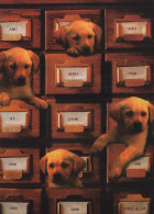 HUND Tier Vintage Ansichtskarte Postkarte CPSM #PBQ612.A - Hunde