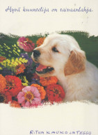 DOG Animals Vintage Postcard CPSM #PBQ443.A - Hunde