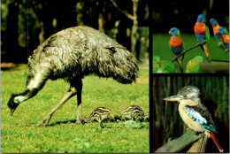 30-5-2024 (6 Z 350 Australia - Birds / Oiceaus En Australie - Birds