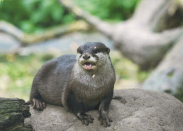 LOUTRE Animaux Vintage Carte Postale CPSM #PBS903.A - Andere & Zonder Classificatie