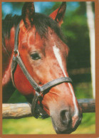 HORSE Animals Vintage Postcard CPSM #PBR914.A - Paarden