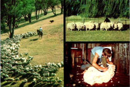 30-5-2024 (6 Z 350 Australia - Sheep Farming - Allevamenti