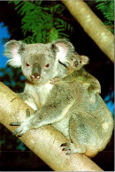 30-5-2024 (6 Z 350 Australia - Koala Bear - Bären