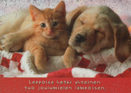 DOG Animals Vintage Postcard CPSM #PAN427.GB - Cani