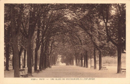 FRANCE - Metz - Une Allée De Châtaigniers à L'esplanade - Carte Postale Ancienne - Metz