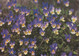 FLEURS Vintage Carte Postale CPSM #PAS461.FR - Fiori