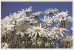 FLEURS Vintage Carte Postale CPSM #PAR680.FR - Fleurs