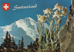 FLOWERS Vintage Postcard CPSM #PBZ086.GB - Fleurs