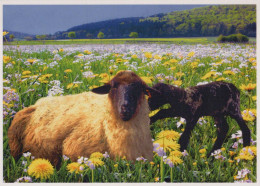 RAM Animals Vintage Postcard CPSM #PBS597.GB - Sonstige & Ohne Zuordnung