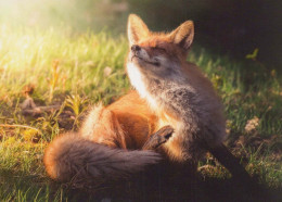 FOX Animals Vintage Postcard CPSM #PBS799.GB - Sonstige & Ohne Zuordnung