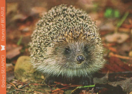 HEDGEHOG Animals Vintage Postcard CPSM #PBR231.GB - Other & Unclassified