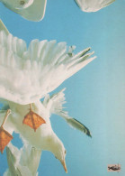 OISEAU Animaux Vintage Carte Postale CPSM #PBR558.FR - Oiseaux