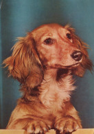 HUND Tier Vintage Ansichtskarte Postkarte CPSM #PAN624.DE - Hunde