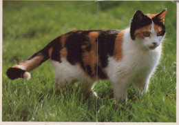 KATZE MIEZEKATZE Tier Vintage Ansichtskarte Postkarte CPSM #PAM368.DE - Gatti